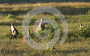 Wallabies in farmer`s field