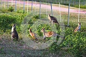 Wallabies in farmer`s field