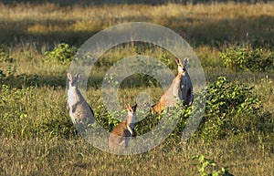 Wallabies in farmer`s field near Kakadu