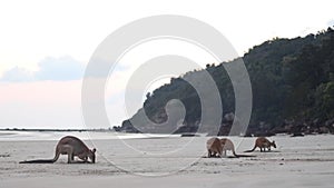 Wallabies and kangaroos eating from the beach sand. Cape Hillsborough, Australia