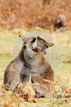 Wallabies play