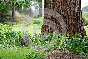 Wallabies relaxing in Phillip Island Wildlife Park, Australia