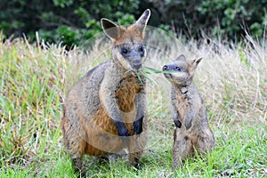 Wallabies into the wild. Cape Byron. New South Wales. Australia