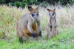 Wallabies into the wild. Cape Byron. New South Wales. Australia