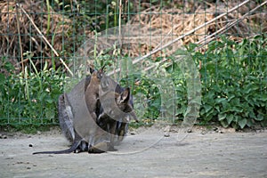 wallabies in a zoo (france)