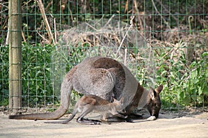 wallabies in a zoo (france)