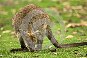 Wallaby photo