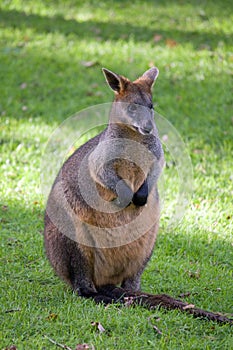 Wallaby