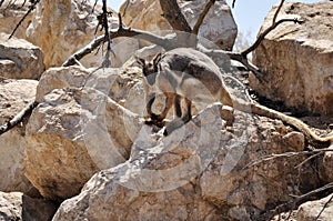 Wallaby photo