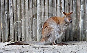Wallaby