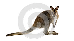 Wallaby photo