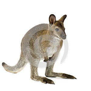 Wallaby photo