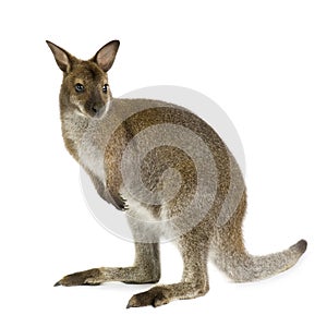 Wallaby photo