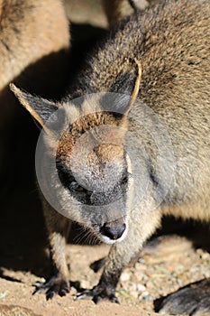 Wallaby