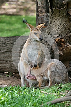 Wallaby and adolescent Joey