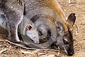 Wallaby with albino Joey