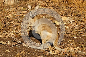 Wallaby, Australia