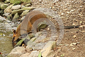 Wallaby drinking