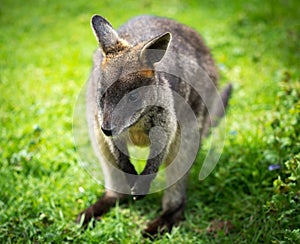 Wallaby