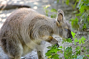 Wallaby of Bennet