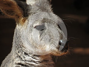 Wallaby close up image