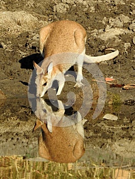 Wallaby drinking
