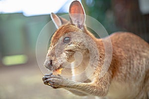 Wallaby eating Australia