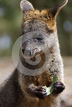 Wallaby Eating Leaf photo