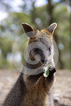 Wallaby Eating Leaf