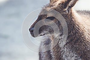 Wallaby hanging around the park in vintage setting