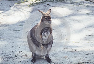 Wallaby hanging around the park in vintage setting