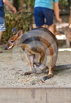 a wallaby in Hartley’s Crocodile Adventures park