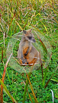 A Wallaby and Its Baby