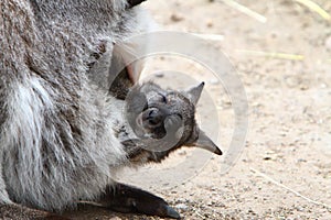 Wallaby joey