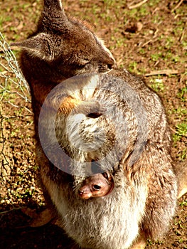 Wallaby with joey in her pouch