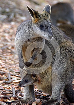 Wallaby with Joey in Pouch photo