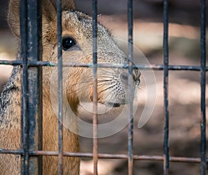 A wallaby  Macropus Eugenii with sad eyes behind afence at the zoo