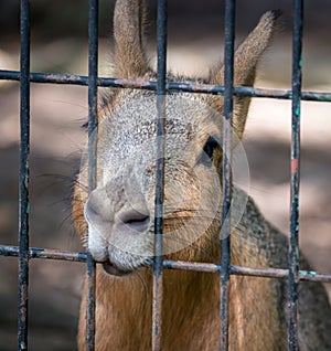 A wallaby  Macropus Eugenii with sad eyes behind afence at the zoo