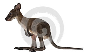 Wallaby, Macropus robustus, 3 months old