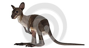 Wallaby, Macropus robustus, 3 months old