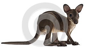 Wallaby, Macropus robustus, 3 months old