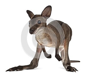 Wallaby, Macropus robustus, 3 months old