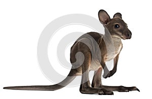 Wallaby, Macropus robustus, 3 months old photo