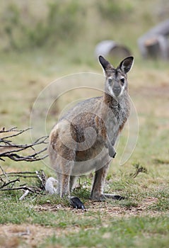 Wallaby in outback