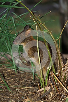 WALLABY PADEMELON thylogale billiardieri