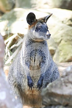 Wallaby