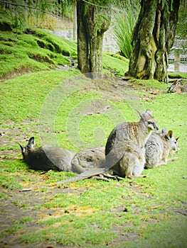 Wallaby resting on the lawn. Vertical photo image.