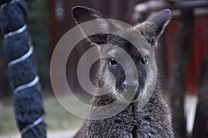 Wallaby or small Kangaroo