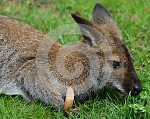 A wallaby is a small or middle-sized macropod