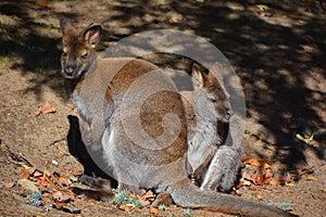 A wallaby is a small or middle-sized macropod